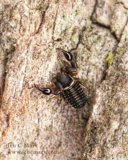 Photo of a pseudoscorpion standing on tree bark. The animal is a dark red-brown-black with slim bands of white, has eight legs and two large shiny claws, but no tail. Even though the tree bark is a much lighter color, it's still a little difficult to see. The large size of specks of lichen and moss make it clear this is a VERY small animal.