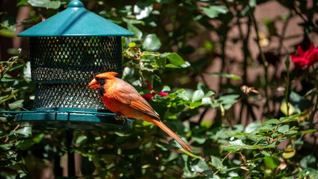 Cardinal on a bird feeder