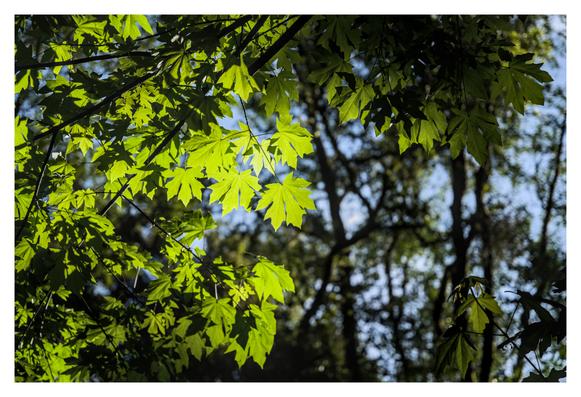 Some green maple leaves lighting up brightly with the sun shining through them