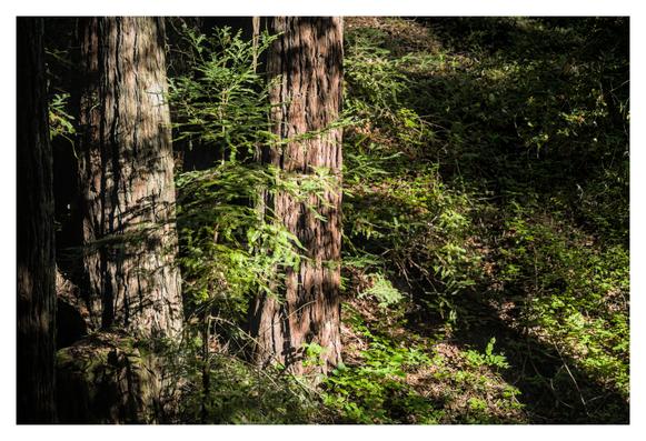 the trunks of redwood trees being lit by the morning sunlight