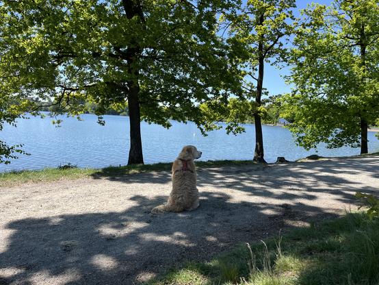 Nasser Golden Retriever sitzt am Seeufer und blickt in die Gegend.