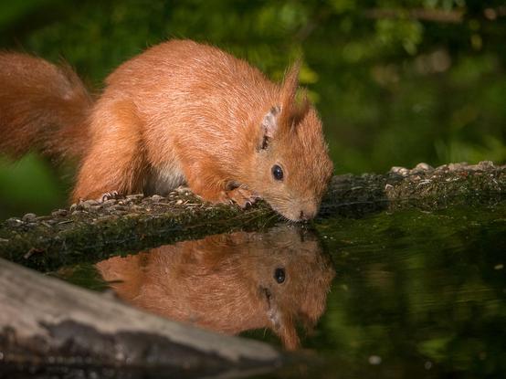 Ein Eichhörnchen, dem das linke Ohr fehlt, stitz auf einem Brunnenrand und trinkt. Das Eichhörnchen spiegelt sich komplett im Wasser
A squirrel missing its left ear sits on the edge of a fountain, drinking. The squirrel is completely reflected in the water.