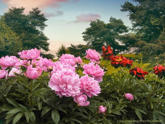Vibrant pink peonies dominate the foreground with their lush blooms amid rich green foliage. In the background, twilight casts a soft glow over the sky, adding a serene ambience to the scene with scattered trees completing the tranquil garden setting.
