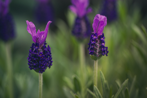 Purple lavender flowers on a green background