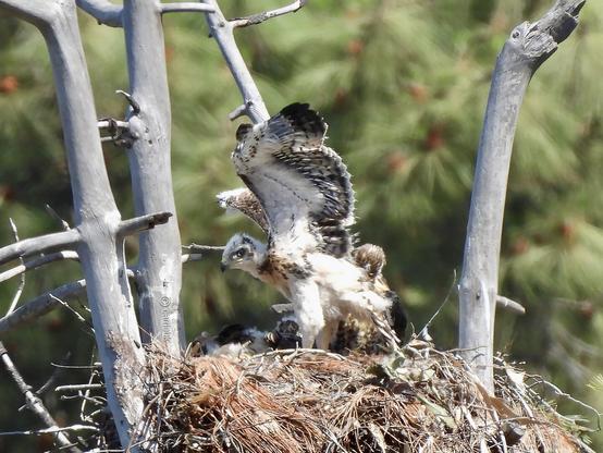Three hawk nestlings in nest and green foliage in the background.