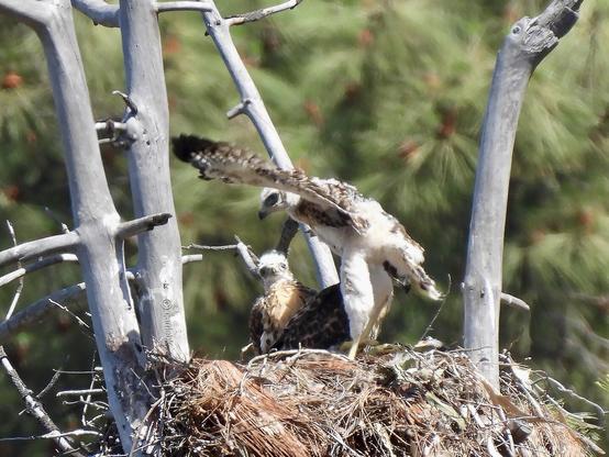 Three hawk nestlings in nest and green foliage in the background.