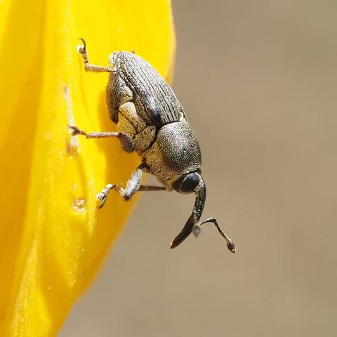 Grayish weevil with long snout, antennae half way down snout, sitting head down on yellow flower petal.