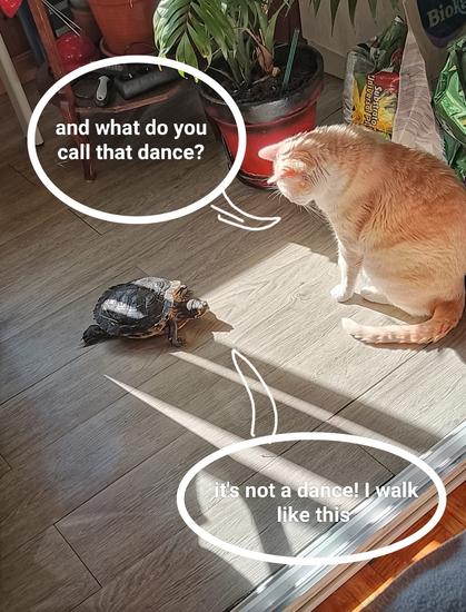 Photo of a cat sitting and staring closely at a turtle that's walking toward the cat. Cat's speech bubble "and what do you call that dance?". Turtle's "it's not a dance, I walk like this"