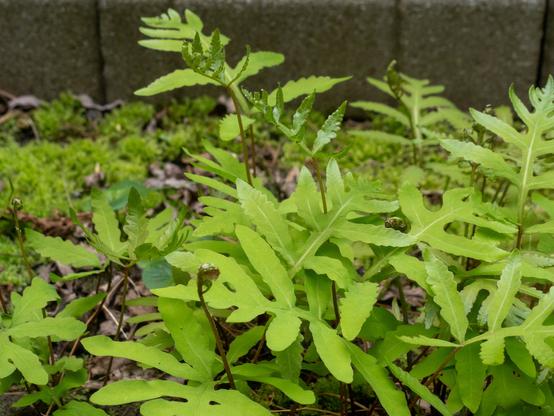 A bright green fern with lobed fronds (almost look like big leaves), the new fronds appear on dark stems, with darker leaves