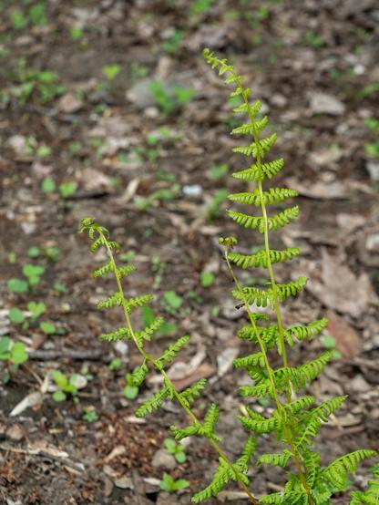 A small fern, with long stems and little bright green fronds slowly unfurling