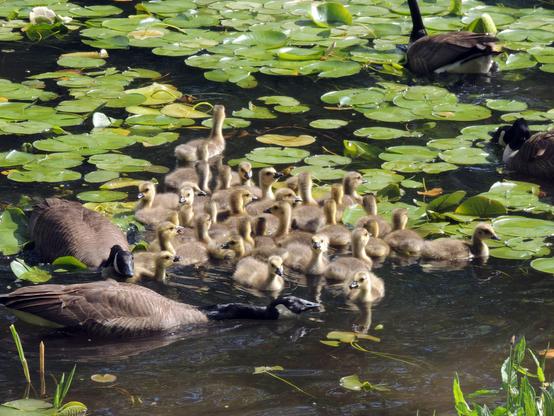A gosling family having a swim in the sunshine. Their goose parents watch them closely.