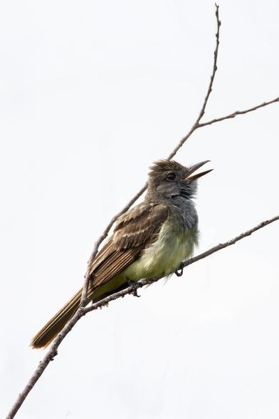 Au printemps, le Tyran huppé revient du Mexique ou du sud des États-Unis et prépare sa seule couvée de l’année. (Great Crested Flycatcher)