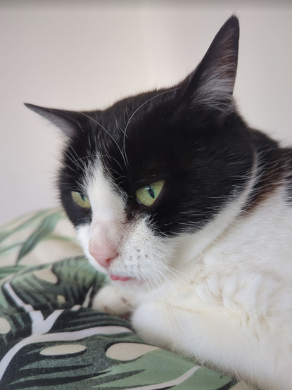 A black and white cat on a leaf-print pillow with her tongue hanging out a tiny bit.