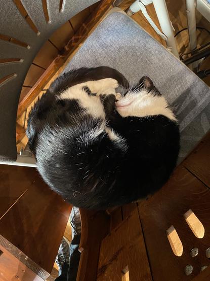 Black and white cat curled up on a chair