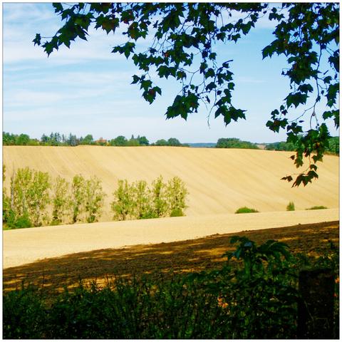 Fields and trees in the midday sun.