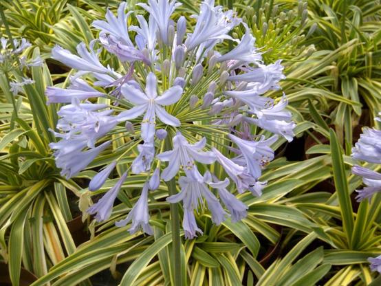 Agapanthus praecox subsp. orientalis Zambezi - variegated leaves with pale blue flowers