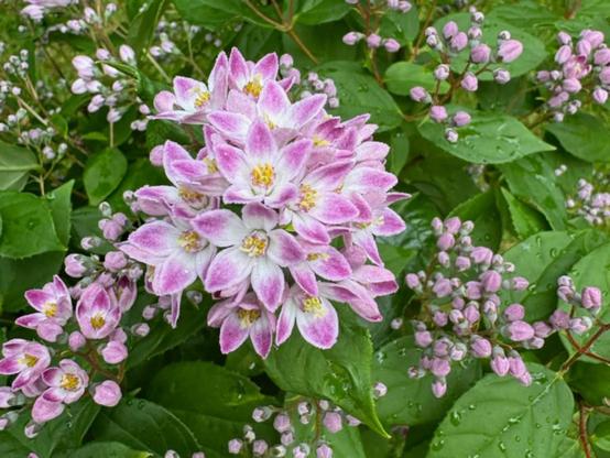 Deutzia Prettistars Pink Cloud - pink-flowered shrub