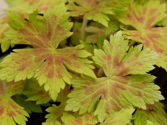 Geranium × oxonianum Gold Nugget - golden/red leaves and pink flowers