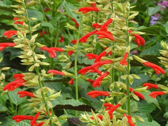 Salvia Tropicolour Sunrise - red-flowered herbaceous plant