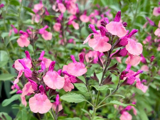 Salvia Peach Melba - peachy-pink herbaceous flowers