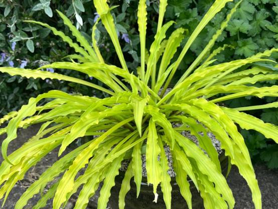 Hosta Party Streamers - golden, thin leaves