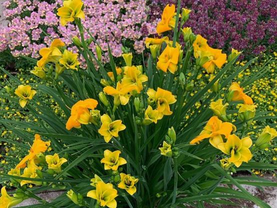 Hemerocallis See You Tomorrow - yellow, long flowered daylilies