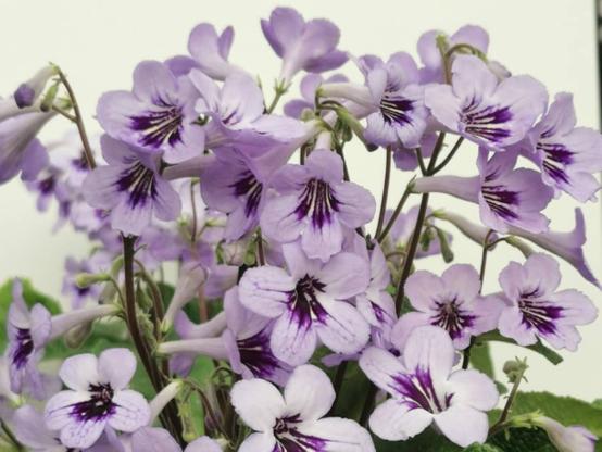 Streptocarpus Betty - pale blue long-flowering houseplant