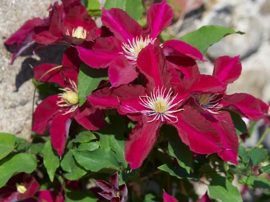 Clematis Elpis - deep red large flowers