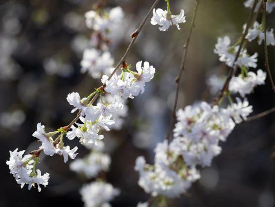 Prunus Crystal Falls - white winter-flowering cherry