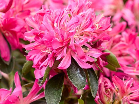 Rhododendron molle subsp. japonicum Pink Star - pink rhodo!