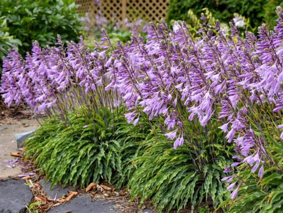 Hosta Silly String - blue-flowered, narrow foliage