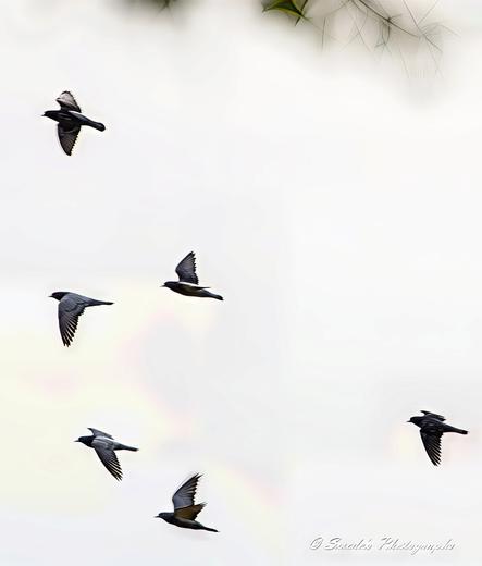 "The image captures a mesmerizing aerial ballet—pigeons in mid-flight, swirling and gliding as if choreographed by the wind itself. Their wings spread wide, forming fluid, dynamic shapes against the backdrop of the sky. Some birds ascend gracefully, while others angle downward, creating an intricate pattern of movement. The sunlight filters through their feathers, revealing subtle shades of gray, white, and hints of iridescence. The sky, a soft gradient of blues, acts as the perfect stage for this avian dance. It’s a moment of pure freedom—nature’s own spontaneous performance." - Copilot