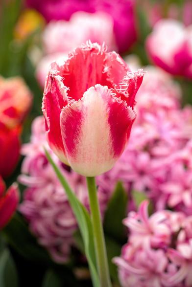 A tulip with red and white petals. The edges of the petals are jagged. The green step is visible. Other flowers are out of focus behind,