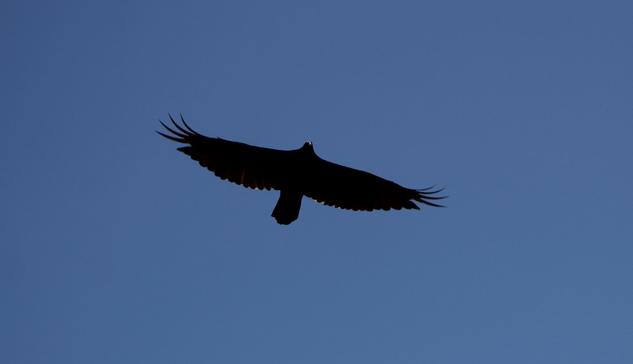 We look up at a large black bird in a clear blue sky. The birds long broad wings are outstretched and the tip feathers splay open like fingers. A little bit of sun glints off its' hooked beak.
