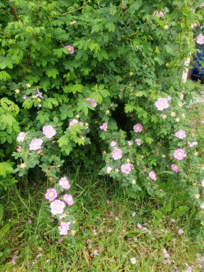 Thick rose bush by an area with sparse grass. The bottom half of the rose bush is full of light-pink, delicate roses with only one row of petals.