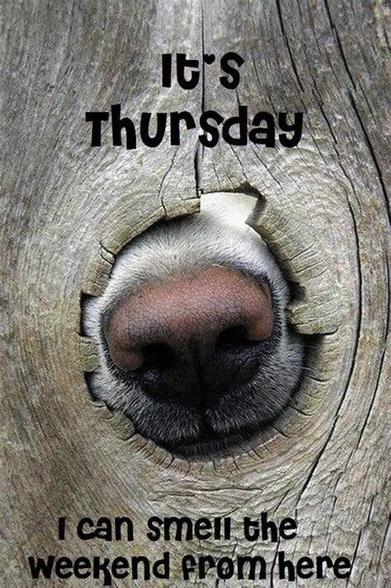 A nose in a hole

It’s Thursday. I can smell the weekend from here.
