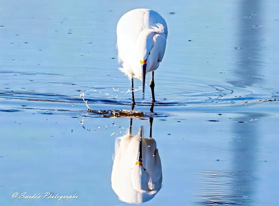 "The image captures a snowy egret in the midst of a hunt, poised with breathtaking elegance. Its slender, pure white body contrasts sharply against the dark, rippling water, each feather appearing crisp and delicate. The egret’s long, black legs barely disturb the surface as it moves with calculated precision, one foot raised mid-step. Its brilliant yellow feet, like golden lanterns beneath the water, are splayed slightly—perhaps stirring up small prey. The egret’s sharp, black beak is angled forward, eyes locked onto the water below, displaying intense focus. The soft reflection of the bird dances across the water’s surface, subtly distorted by gentle waves. The background is a muted blur, suggesting reeds and marshland, reinforcing the serene yet vital nature of the egret’s pursuit." - Copilot