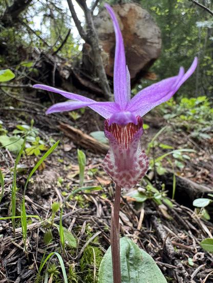 A closeup photo of an elaborate purple-pink orchid flower growing on the shady forest floor. Five long pointed purple petals are extending up into the air, while a white tongue spotted and linked with pink hangs below