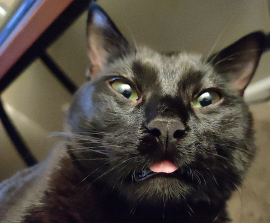 A face shot of a black cat with his tongue just barely showing.