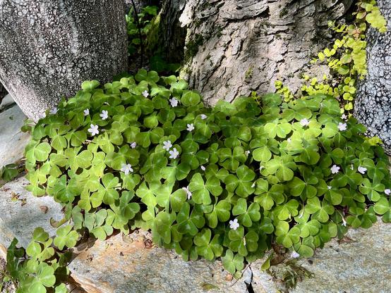 A drift of small green plants growing out of a rockery beside a tree trunk. They look like clover, with three-lobed leaves, each of which has a faint stripe down its center. A few small flowers are blooming; they are white.