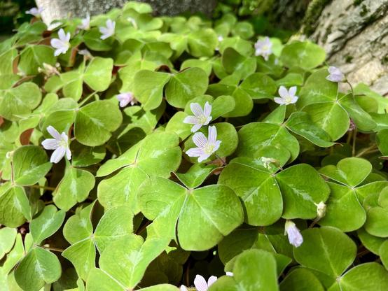 Closer view of the same plant as in previous photo. The leaf undersides are a bronze-red, and up close the six petaled flowers have tiny pink pinstripes on them.
