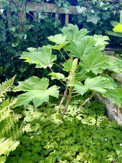 The same plant as previous photos, but this time seen in a larger stone edged flower bed where it forms an expansive carpet beneath a devils club plant, a small tree-like shrub with enormous leaves and a green flower spike. Behind is an ivy covered fence.