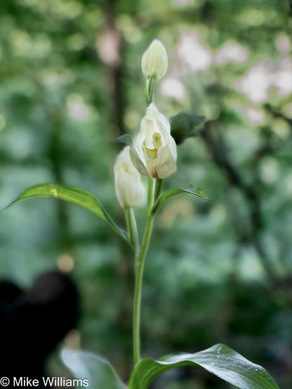 A plant with green leaves and white flowers