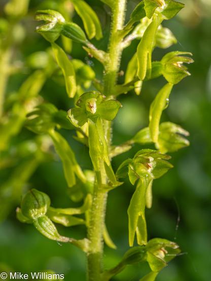 A green plant with green flowers, with a long forked lobed lower petal