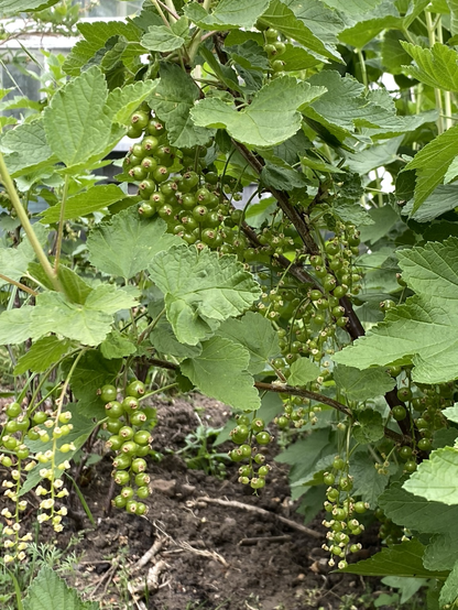 Close up of a redcurrant bush absolutely festooned with bunches of developing currants