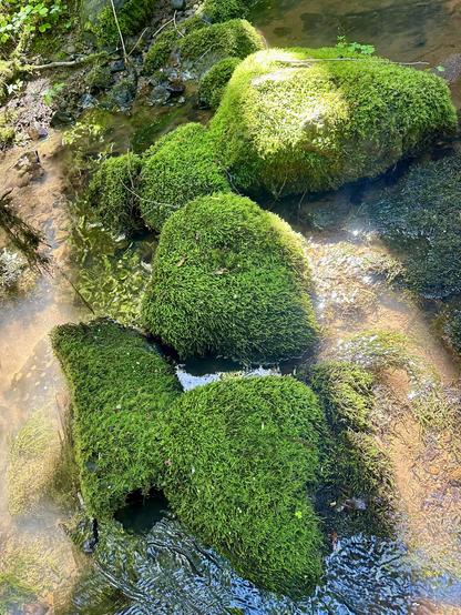 Vivid moss coats all surfaces of several large rocks, small boulders, in the bed of a seasonal creek that still has a few centimeters of water shimmering through it. Trees cast long shadows with bright sun between.