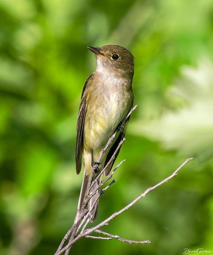 small bird with rounded gray-brown head, slight white eye-ring, white belly and undertail, and buffy yellow flanks, perched on a branched twig