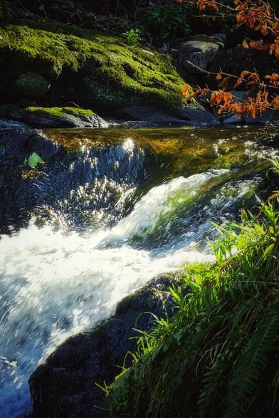 A vibrant photograph captures a small waterfall cascading over dark rocks, surrounded by moss-covered boulders and lush green vegetation. Sunlight reflects on the water's surface, creating a sparkling effect, while some red-coloured leaves add a touch of warm colour.