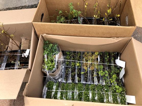 Photograph of three open boxes containing small plants, all well tied together with wrapping tape and cords, resting on pavement.