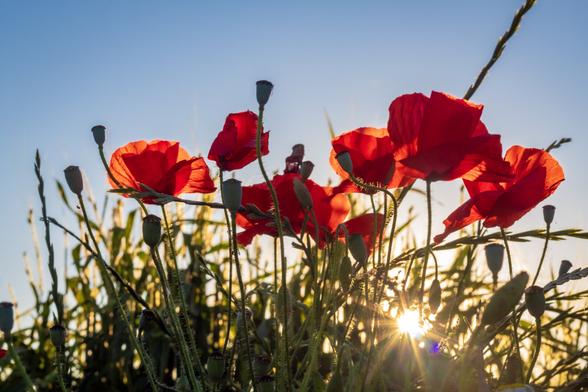 Poppies are seen in a field from a low vantage point. Rays of sunlight penetrate between the grasses and stalks on the right.